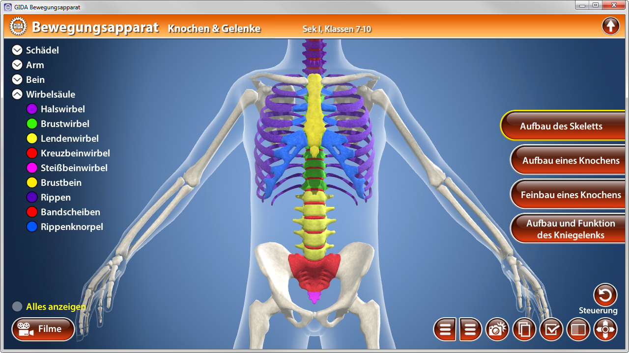 Interaktive Darstellung des menschlichen Skeletts und Bewegungsapparats, einschließlich Wirbelsäule und Gelenke.