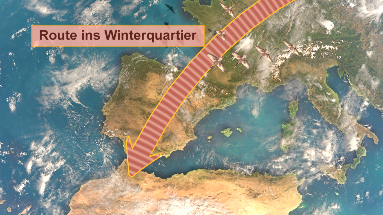 Karte mit der Route ins Winterquartier, die von Europa nach Nordafrika führt, mit Flugzeugen auf der Strecke.