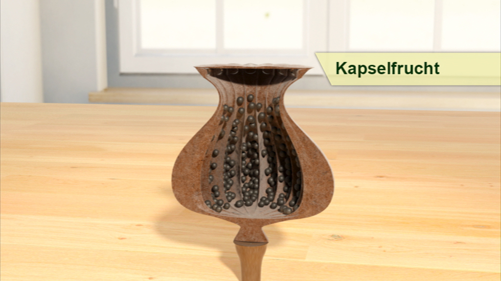 Ein brauner Kapselfrucht, die mit schwarzen Punkten gefüllt ist.