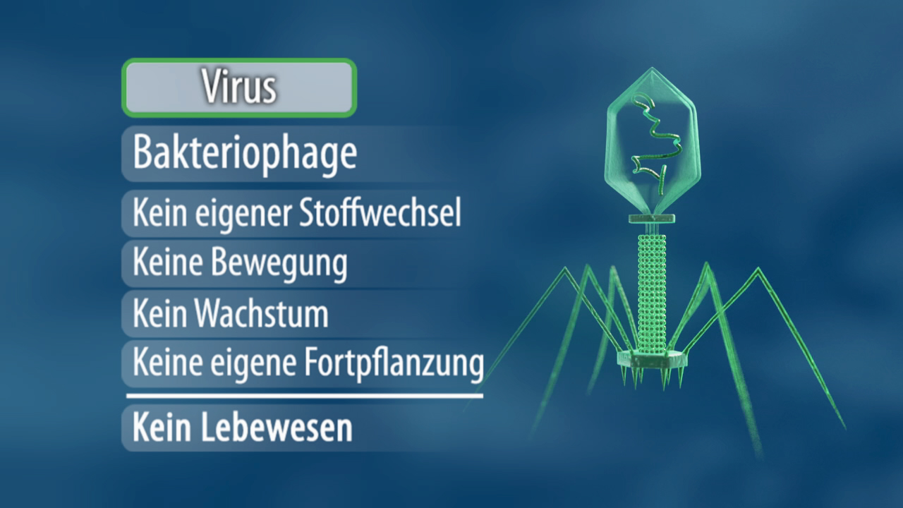 Infografik über Viren, die Bakteriophagen beschreiben, mit Punkten zu Stoffwechsel, Bewegung, Wachstum, Fortpflanzung und Lebewesen.