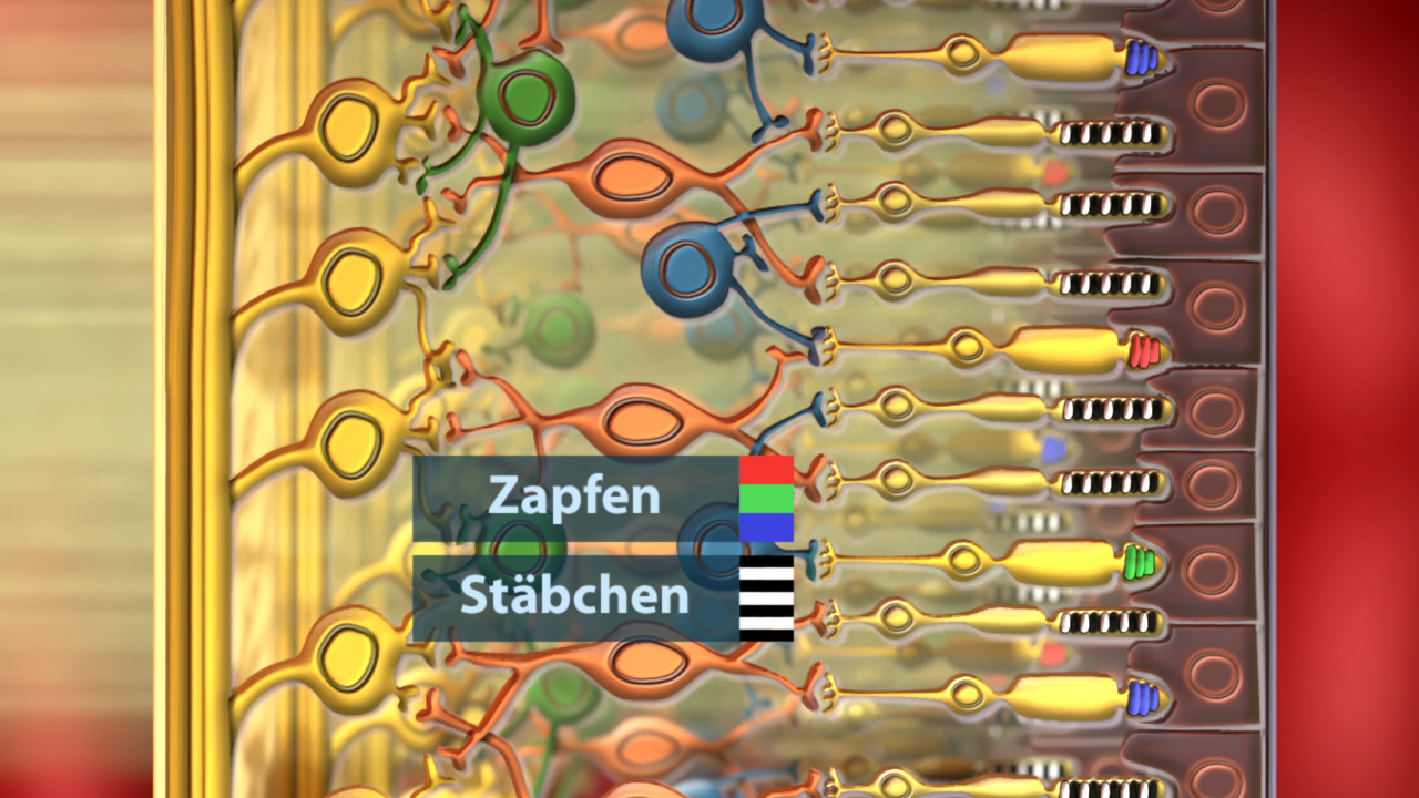 Diagramm der menschlichen Netzhaut mit Zapfen und Stäbchen, die Lichtrezeptoren darstellen.