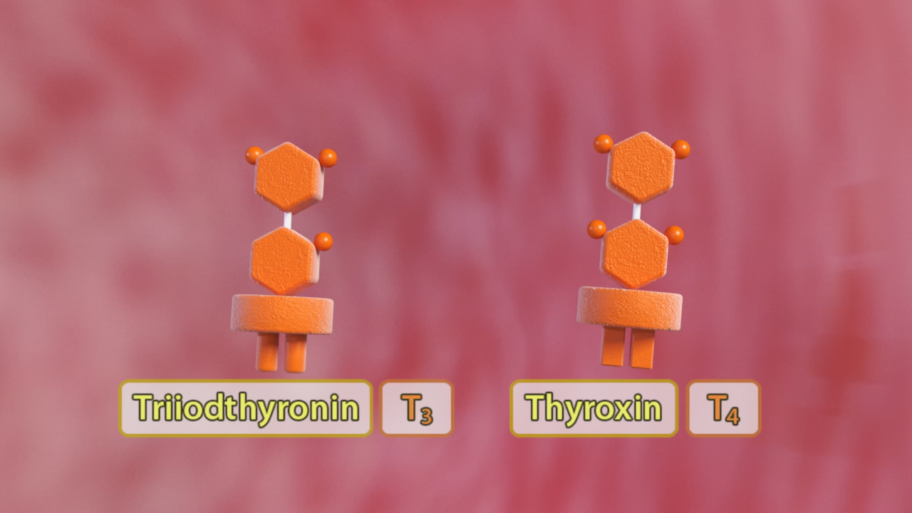 Darstellung der Hormone Trijodthyronin (T3) und Thyroxin (T4) mit chemischen Strukturen.