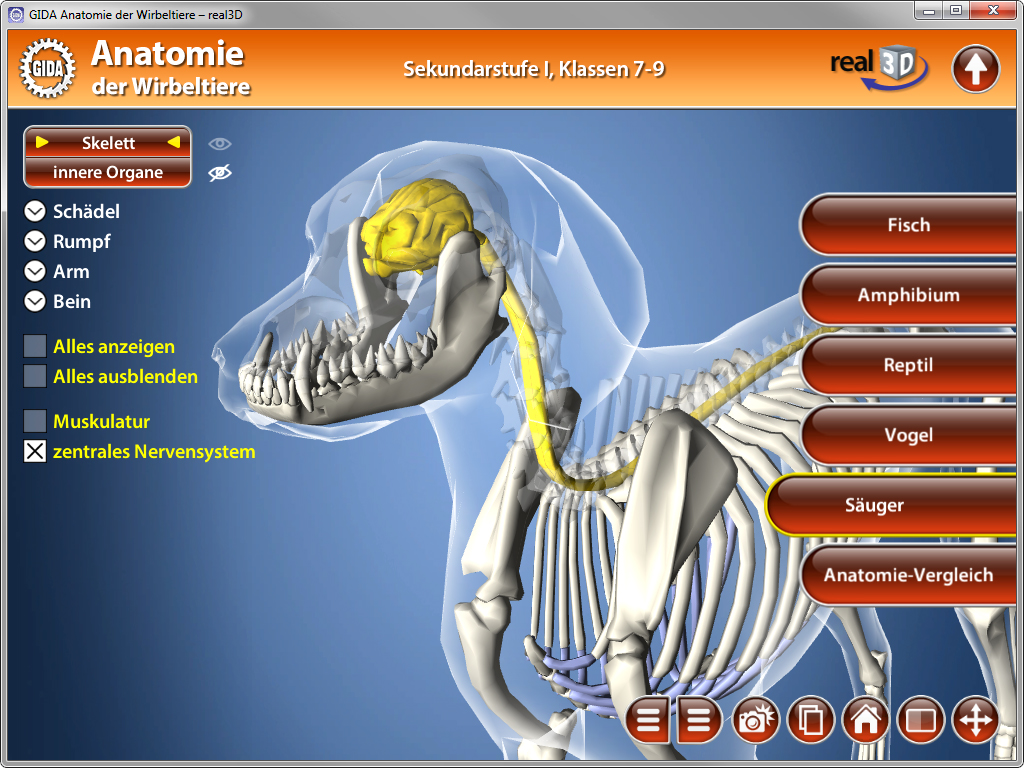 3D-Darstellung des Skeletts eines Hundes mit hervorgehobenen inneren Organen und Nervenstrukturen.