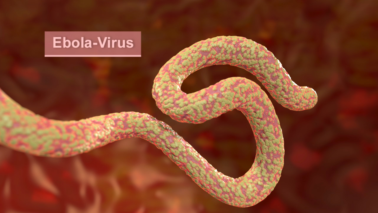 3D-Darstellung des Ebola-Virus mit geschwungener Form und farbigen Details.
