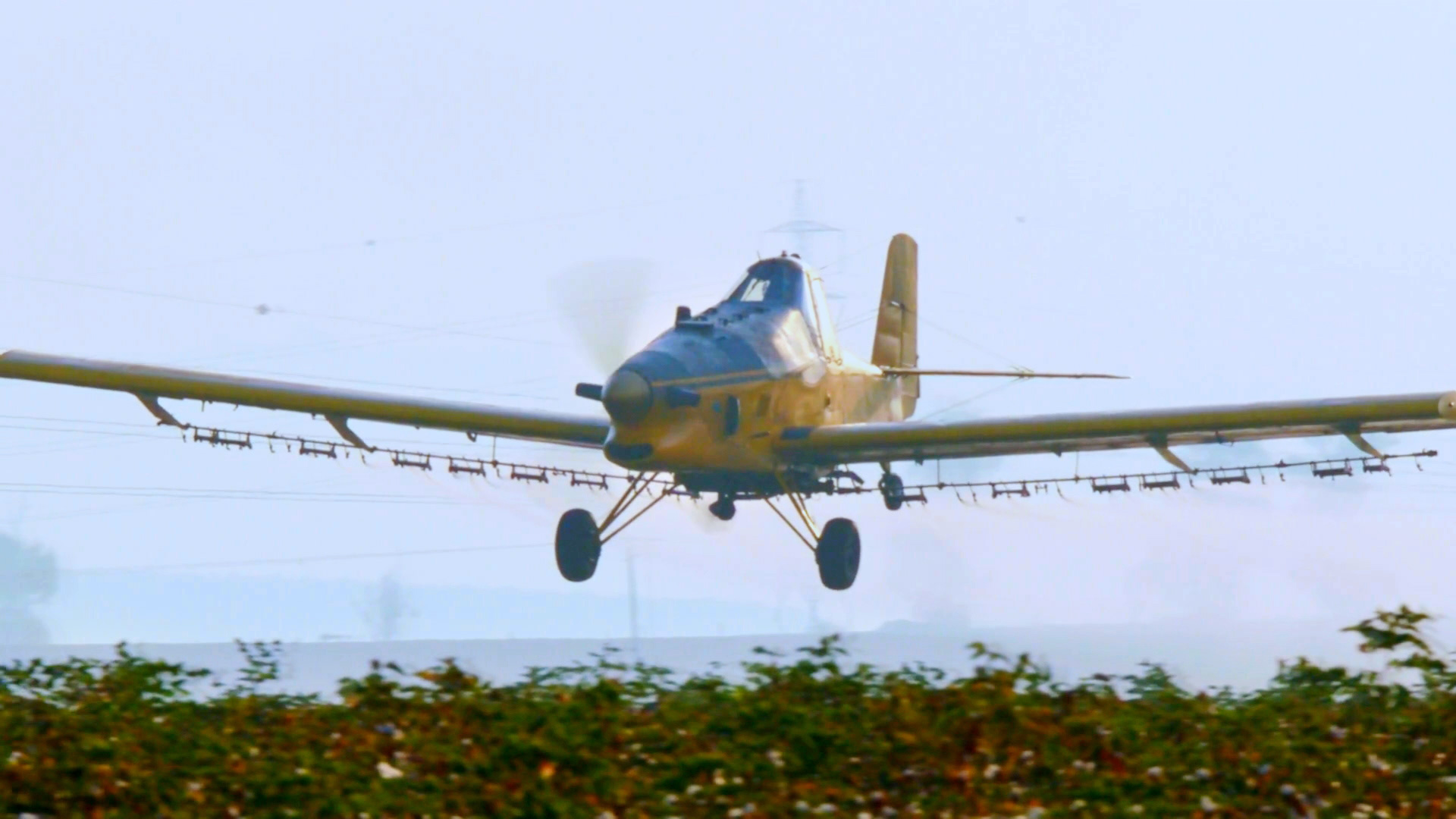 Ein gelbes Sprühflugzeug fliegt niedrig über ein Feld.