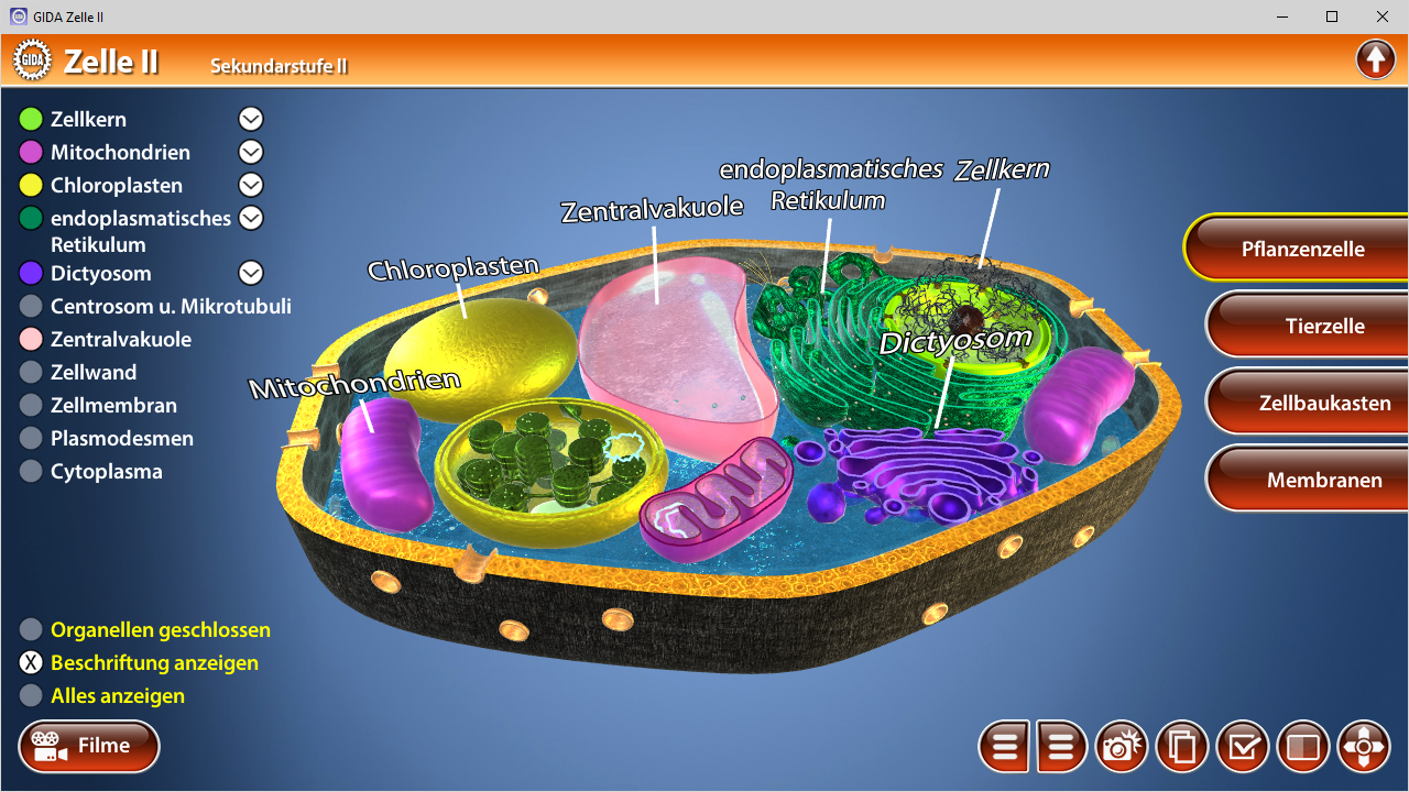 3D-Darstellung einer Zelle mit beschrifteten Organellen wie Mitochondrien, Chloroplasten und dem endoplasmatischen Retikulum.