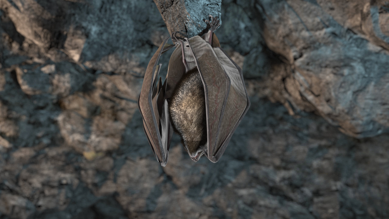 Eine Fledermaus hängt kopfüber in einer Höhle, umgeben von steiniger Umgebung.