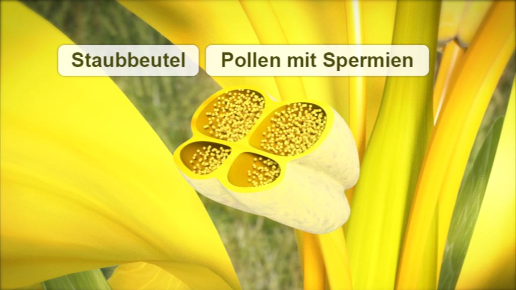 Grafik zeigt einen Staubbeutel mit Pollen, die Spermien enthalten, in einer gelben Blüte.