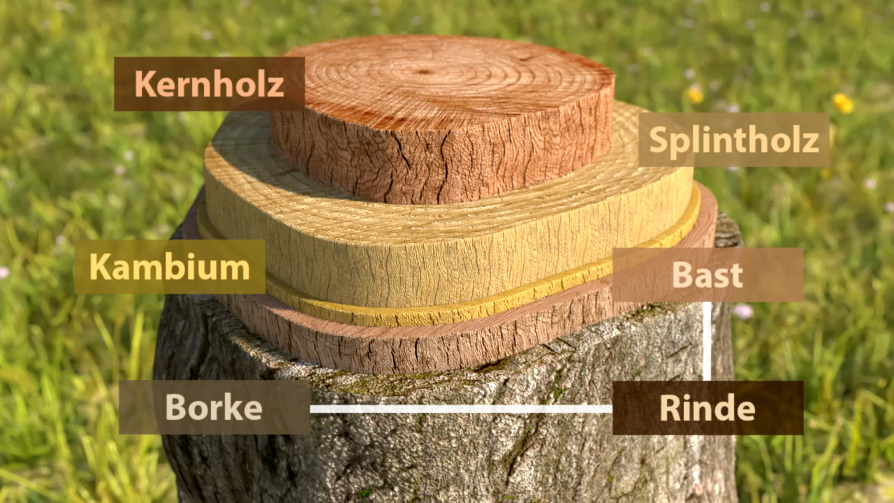 Diagramm eines Baumstumpfs mit Beschriftungen für Kernholz, Splintholz, Kambium, Bast, Borke und Rinde.