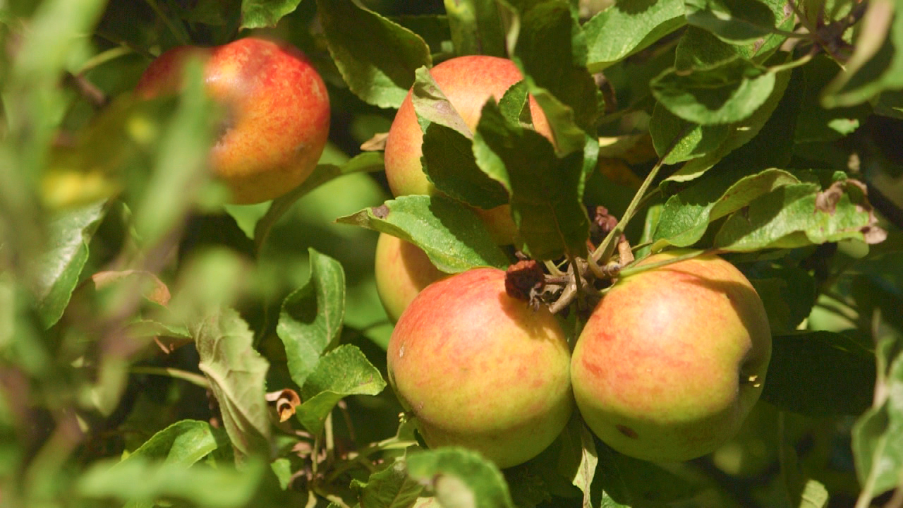 Reife Äpfel mit roter und grüner Schale, umgeben von Blättern.
