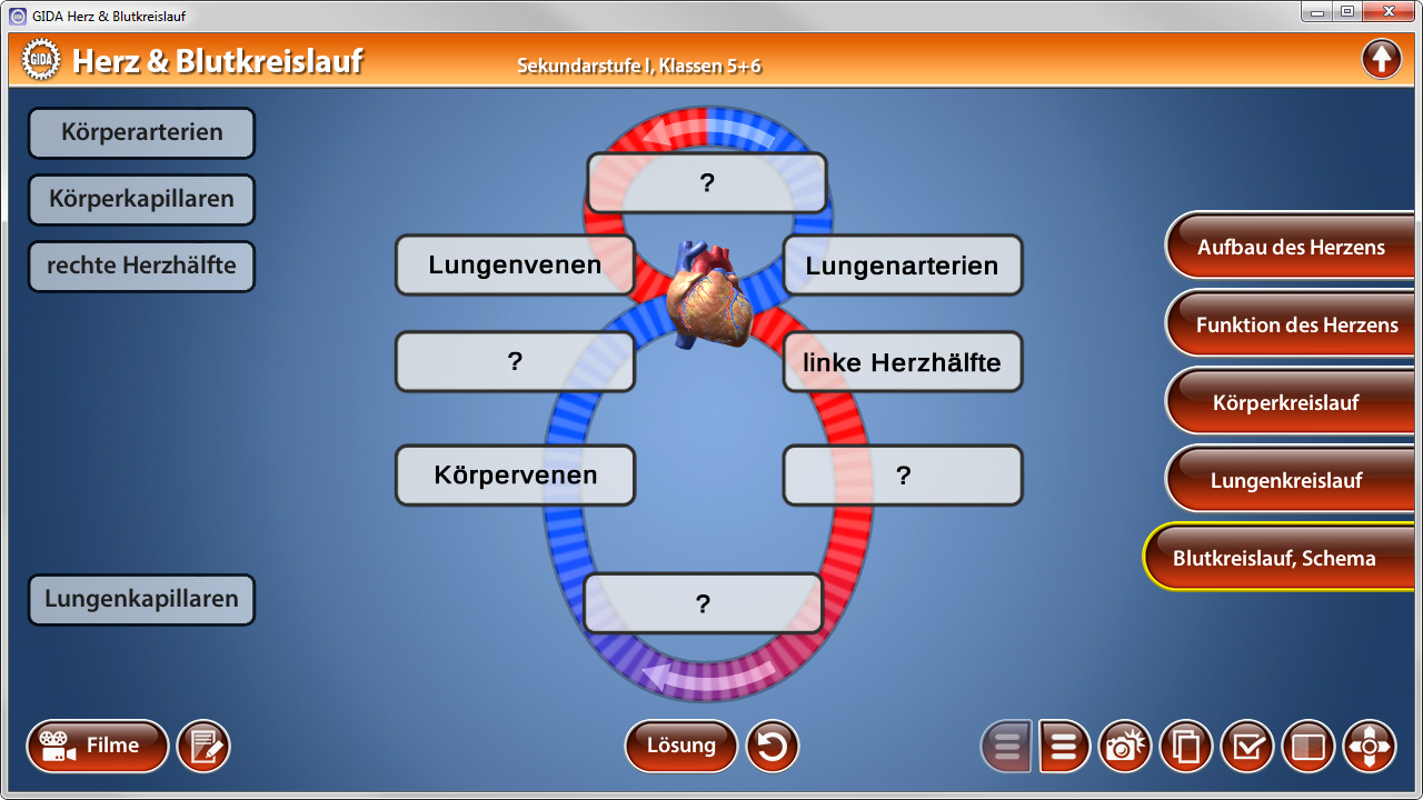 Interaktive Darstellung des Herz- und Blutkreislaufs mit Beschriftungen zu Lungenvenen, Lungenarterien und Herzstrukturen.