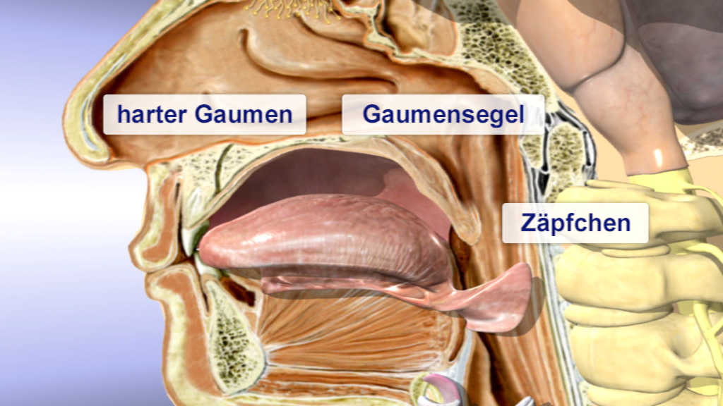 Anatomische Darstellung des menschlichen Rachens mit Beschriftungen für harten Gaumen, Gaumensegel und Zäpfchen.
