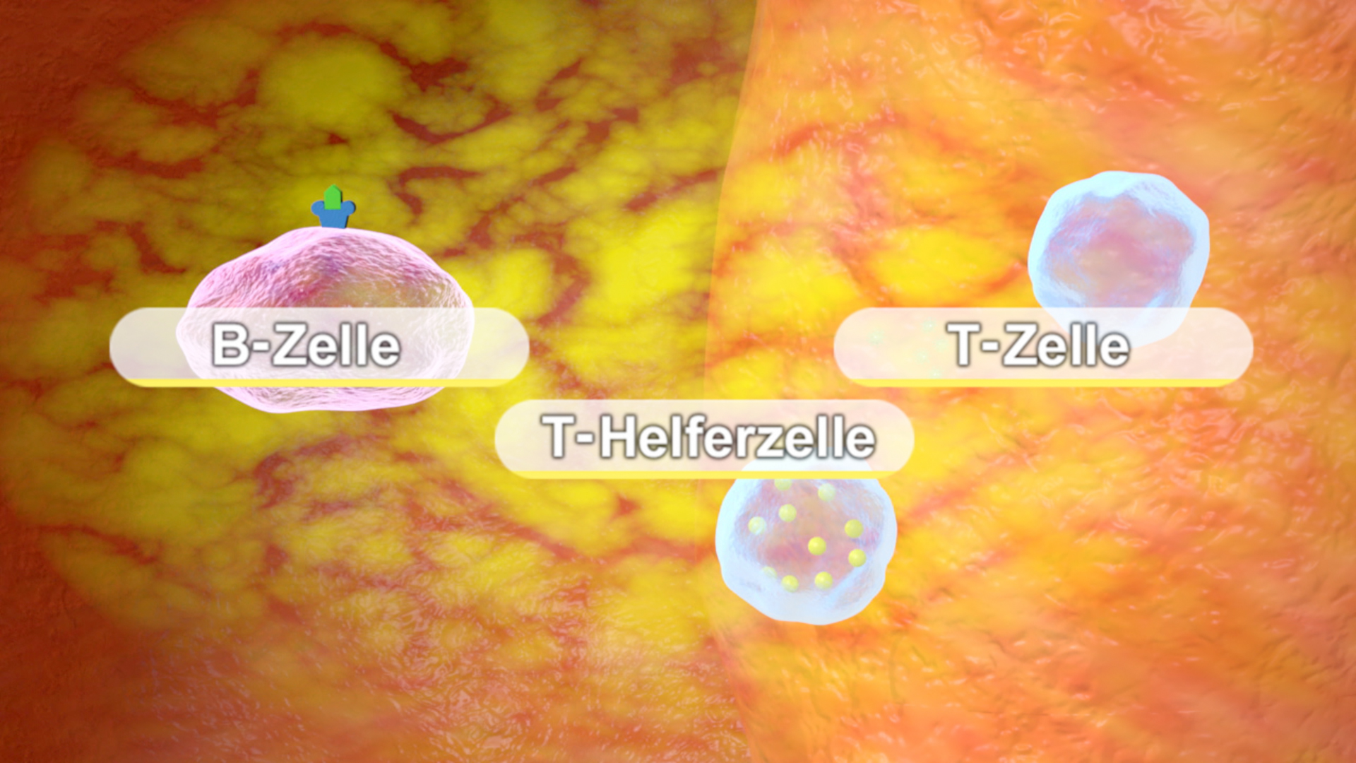 Grafik, die B-Zellen und T-Zellen im Immunsystem zeigt, mit Beschriftungen für jede Zellart.
