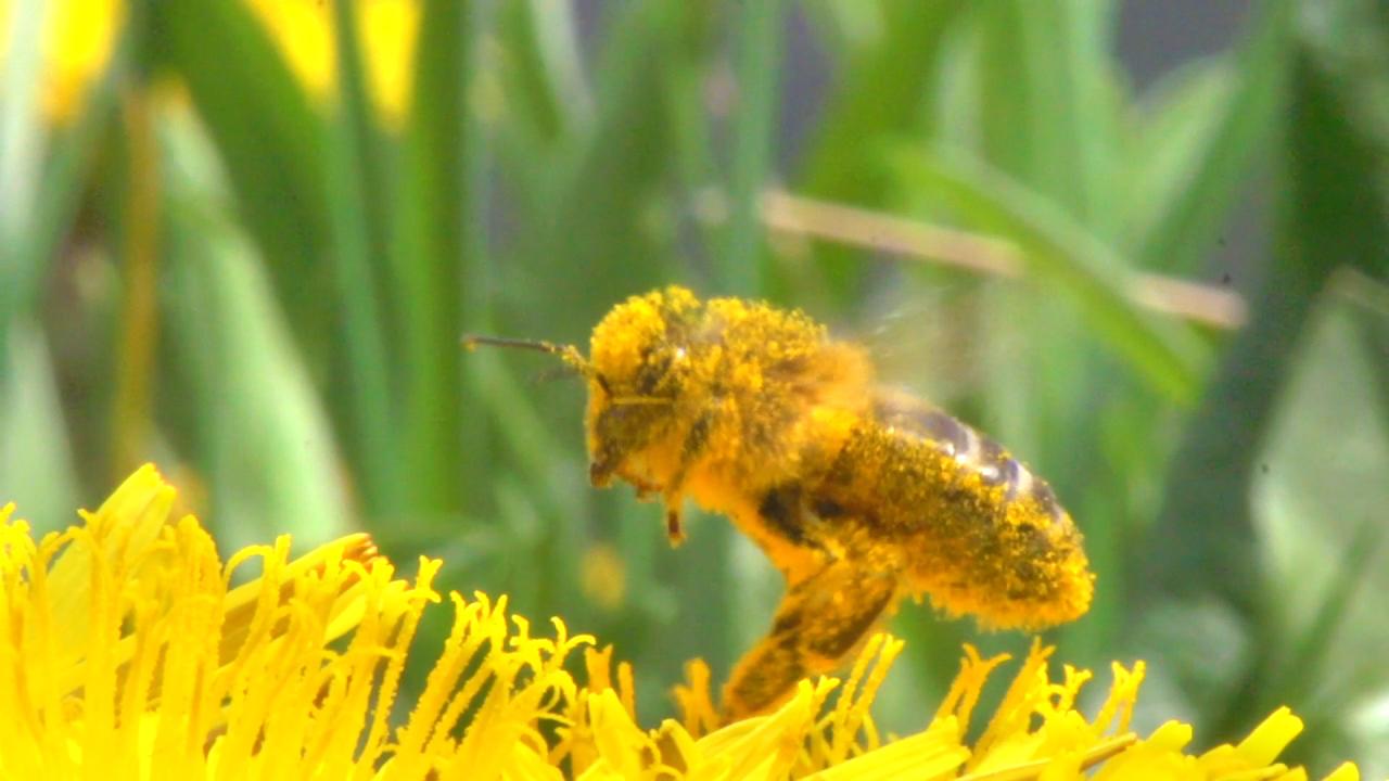 Eine Biene, die mit Pollen bedeckt ist, sitzt auf einer gelben Blüte.