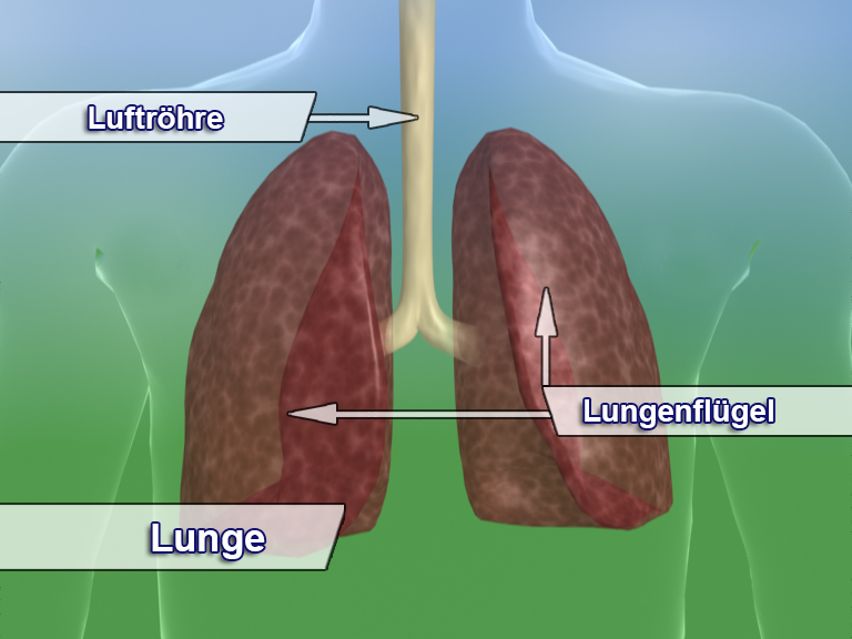 Diagramm der menschlichen Lunge mit Beschriftungen für Luftröhre, Lunge und Lungenflügel.