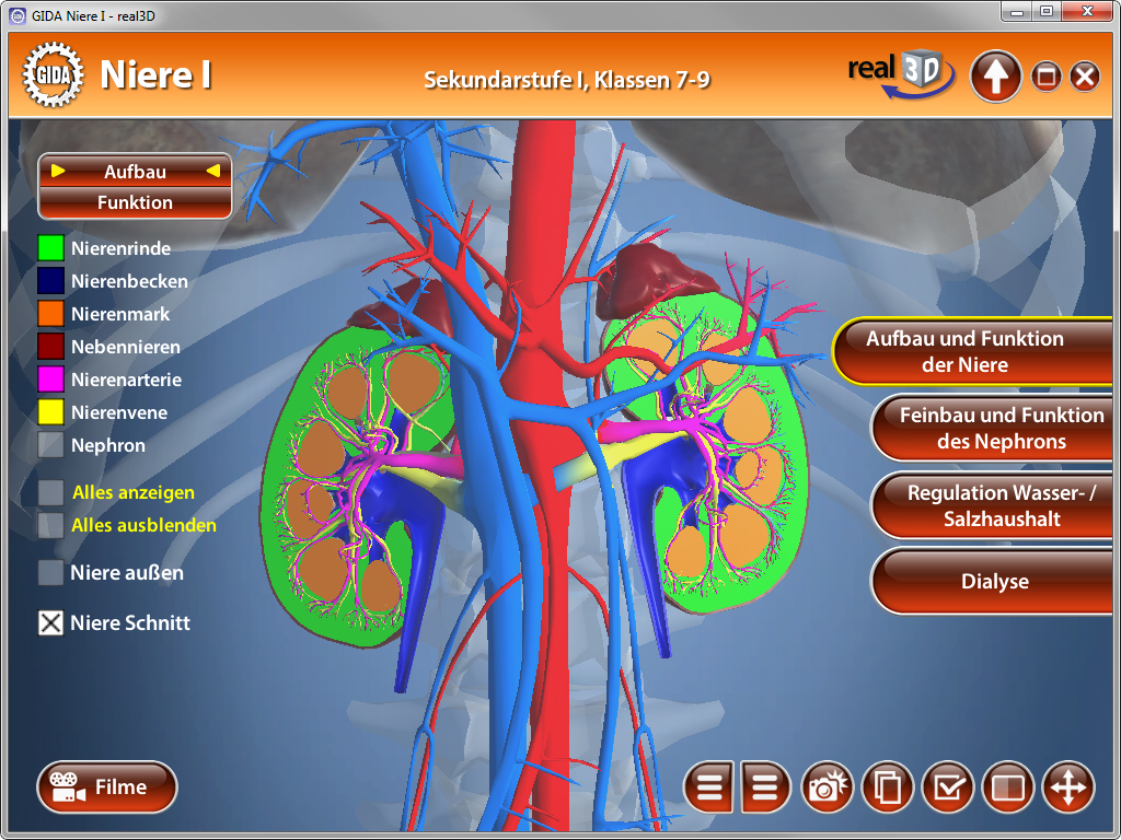 3D-Darstellung der menschlichen Niere mit farblich hervorgehobenen Strukturen und Funktionen.