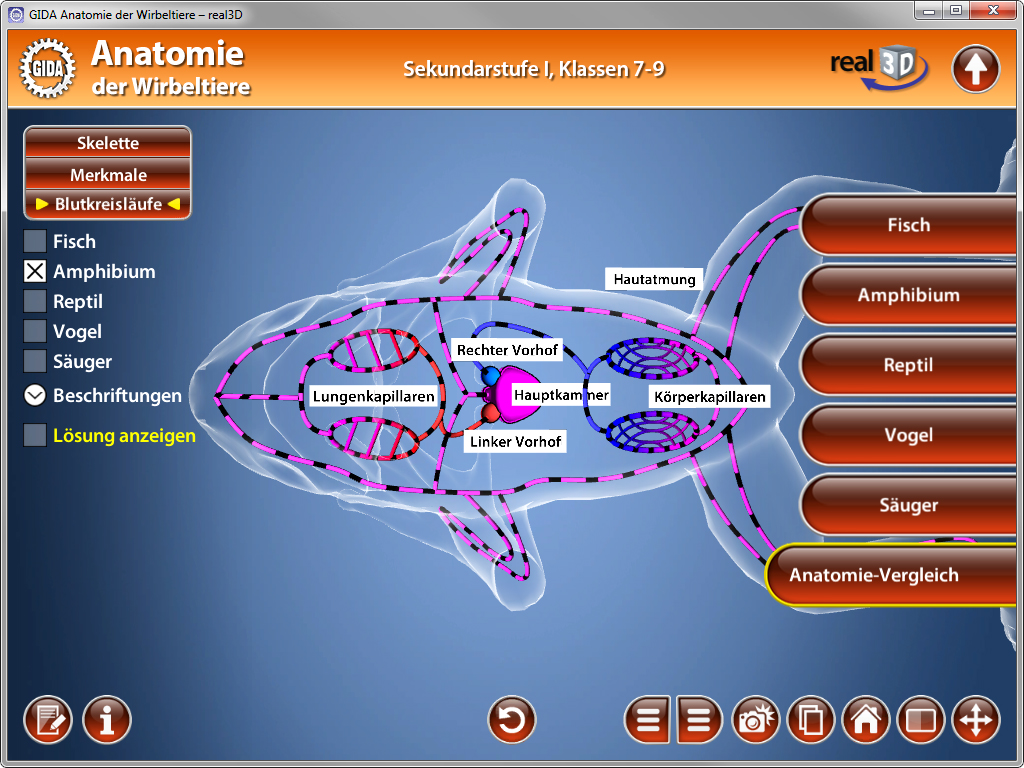 Interaktive Grafik zur Anatomie von Wirbeltieren, zeigt Blutkreislaufsystem und Organe eines Fisches.