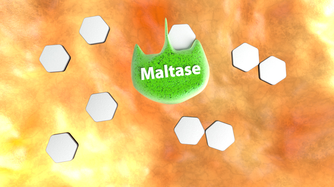 Grafik zeigt das Enzym Maltase in der Mitte, umgeben von hexagonalen Formen.