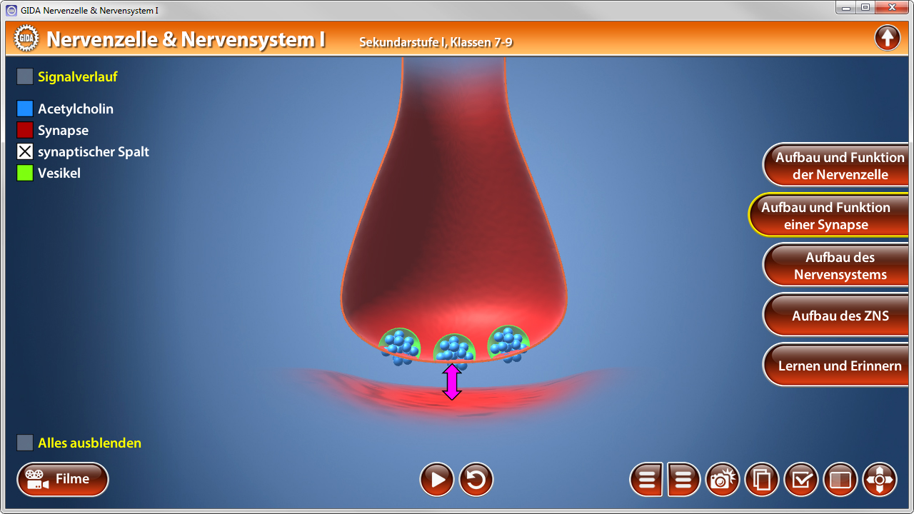 Diagramm einer Nervenzelle mit Fokus auf Synapsen und Signalübertragung, zeigt Vesikel und synaptischen Spalt.