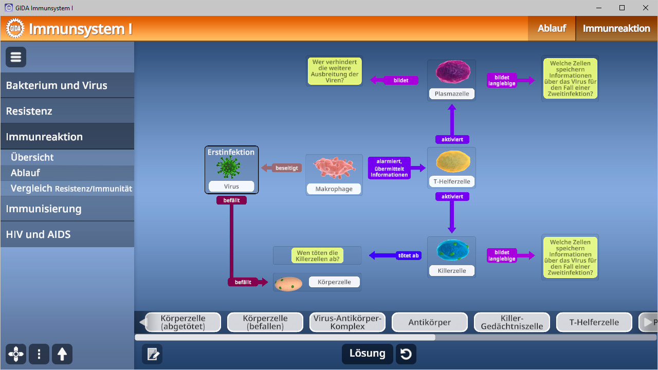 Diagramm zur Immunreaktion mit verschiedenen Zellen und Prozessen, einschließlich Makrophagen und T-Zellen.
