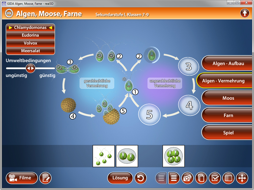Diagramm über Algen, Moose und Farne mit verschiedenen Entwicklungsstadien und Umweltbedingungen.