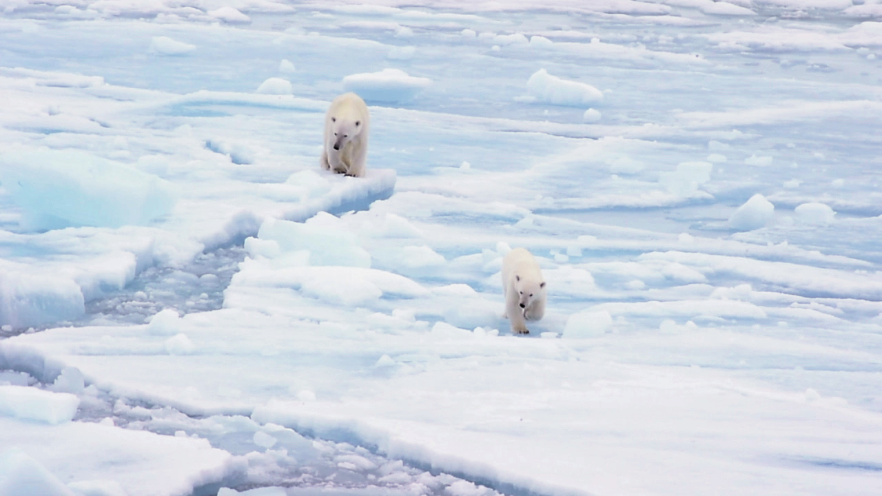 Zwei Eisbären laufen über das Eis in einer arktischen Landschaft.
