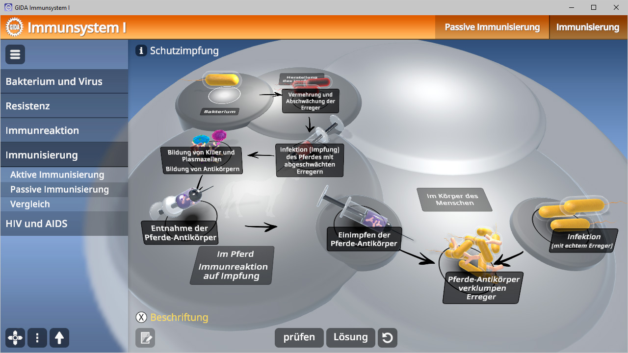 Diagramm zur passiven Immunisierung mit Schritten zur Gewinnung von Pferde-Antikörpern und deren Anwendung.