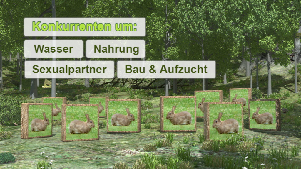 Infografik über die Konkurrenz von Hasen um Wasser, Nahrung, Sexualpartner, Bau und Aufzucht.