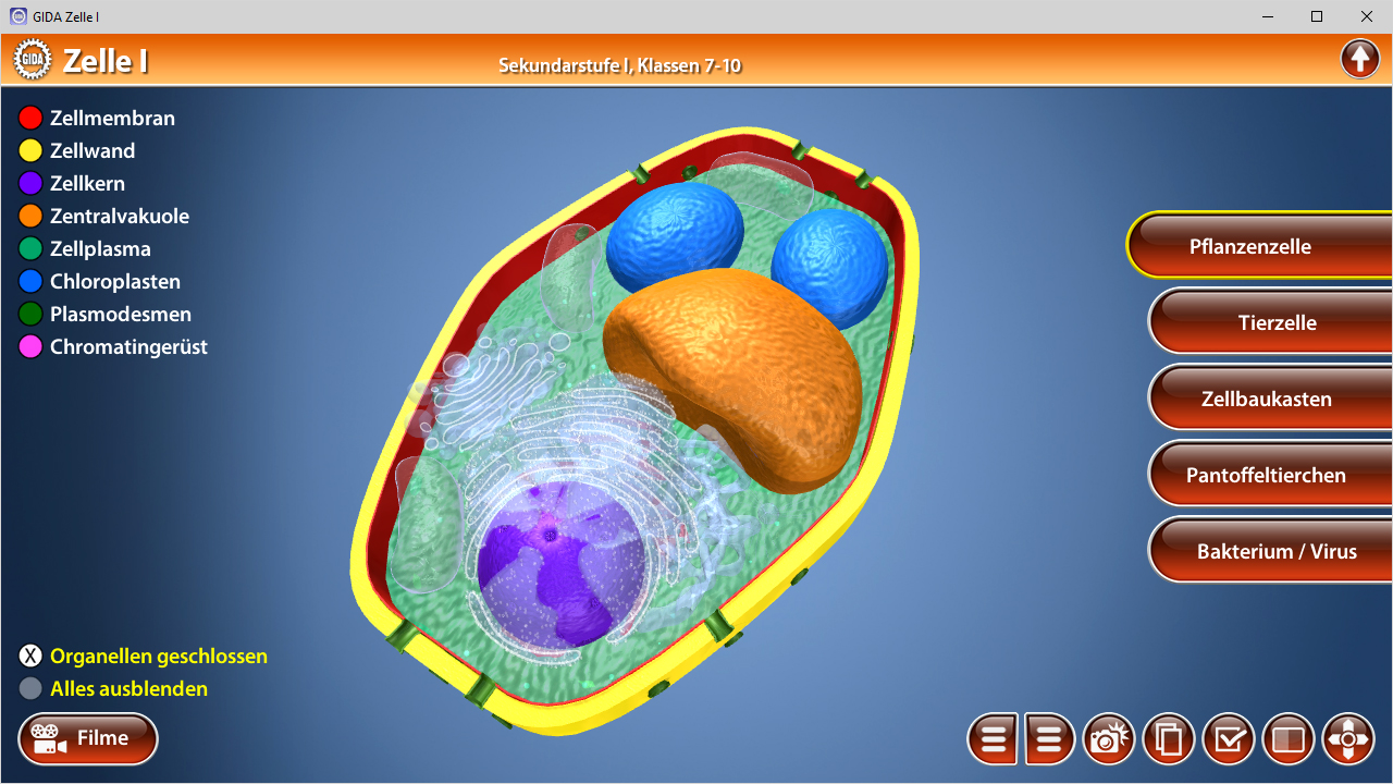 3D-Darstellung einer Pflanzenzelle mit verschiedenen Organellen wie Chloroplasten und Zellkern.