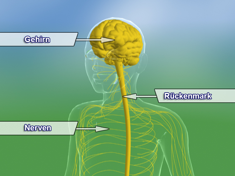 Diagramm des menschlichen Nervensystems mit Gehirn, Rückenmark und Nerven in gelber Farbe.
