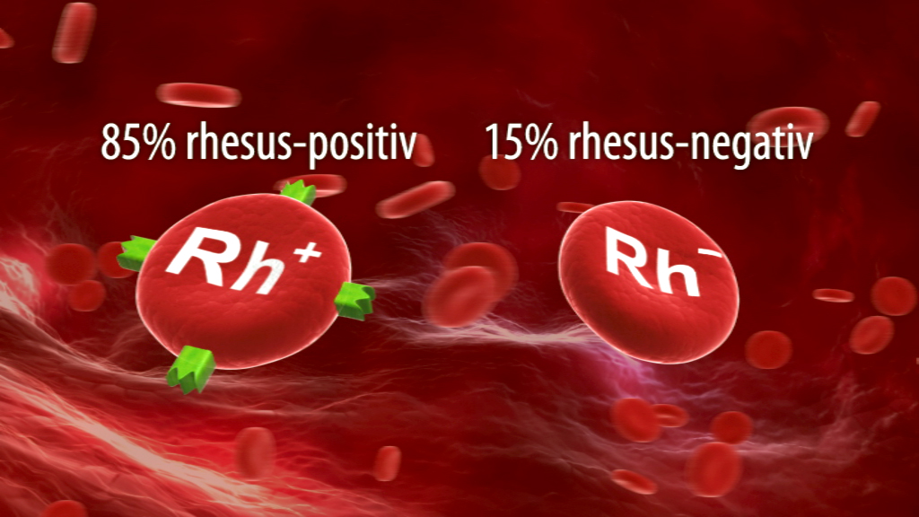 Grafik, die den Anteil von Rhesus-positiven (85%) und Rhesus-negativen (15%) Blutgruppen zeigt.