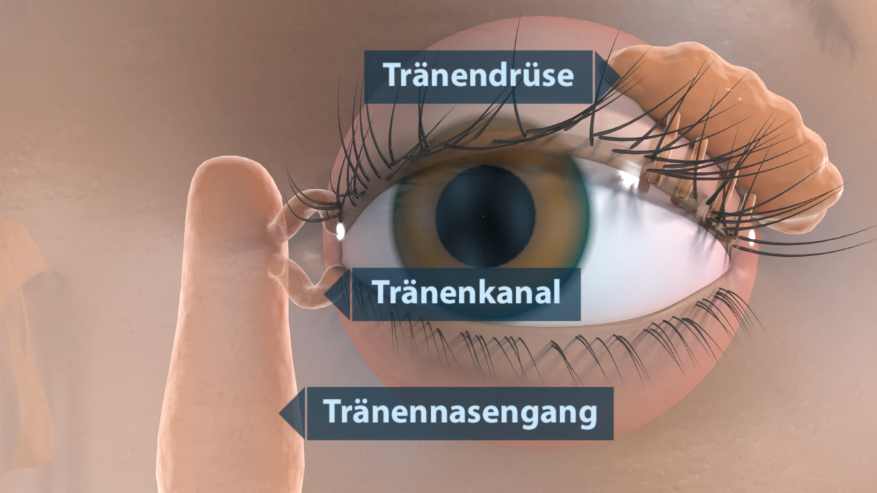 Diagramm des menschlichen Auges mit Beschriftungen für Tränendrüse, Tränenkanal und Tränennasengang.