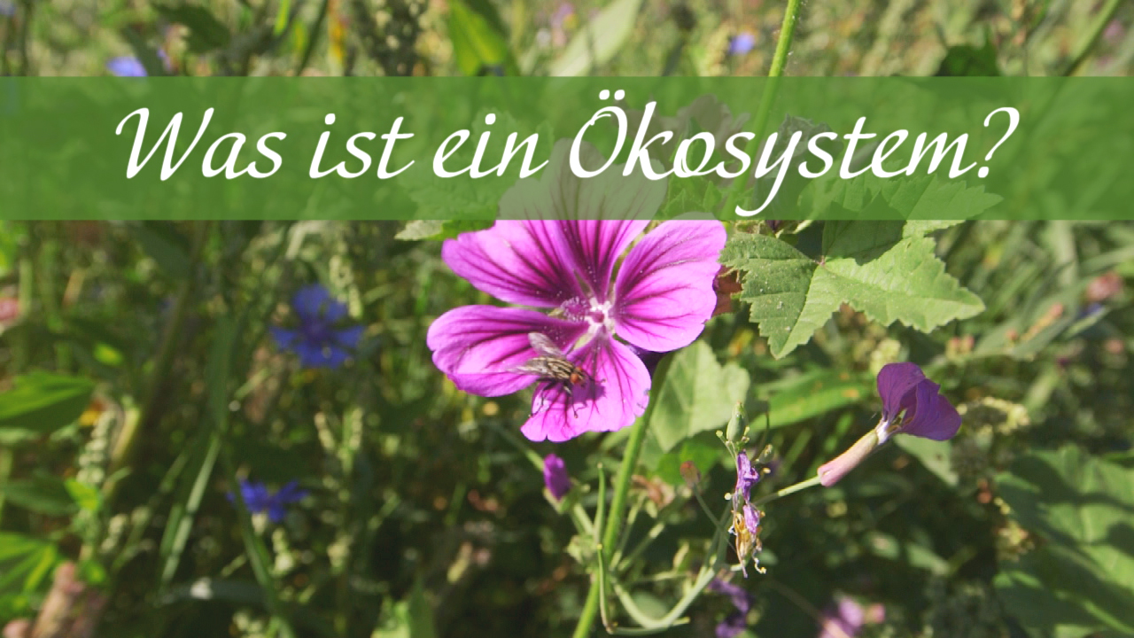 Eine lila Blume mit grünen Blättern in einem natürlichen Umfeld, darüber steht der Text 'Was ist ein Ökosystem?'.