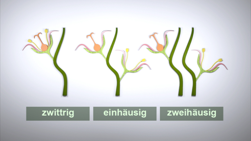 Diagramm, das die Unterschiede zwischen zwittrigen, einhäusigen und zweihäusigen Pflanzen zeigt.