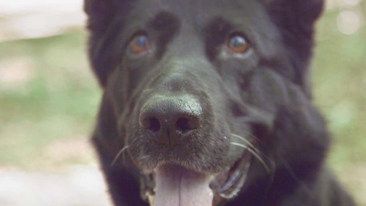 Nahaufnahme eines schwarzen Hundes mit freundlichem Gesichtsausdruck und herausgestreckter Zunge.