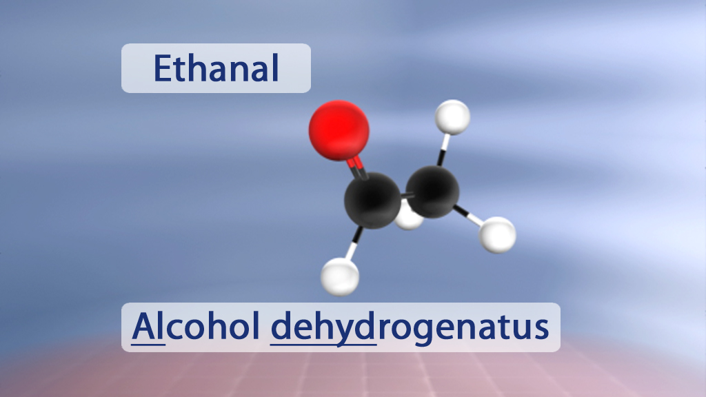 Molekülmodell von Ethanal mit den Beschriftungen 'Ethanal' und 'Alcoholdehydrogenatus'.