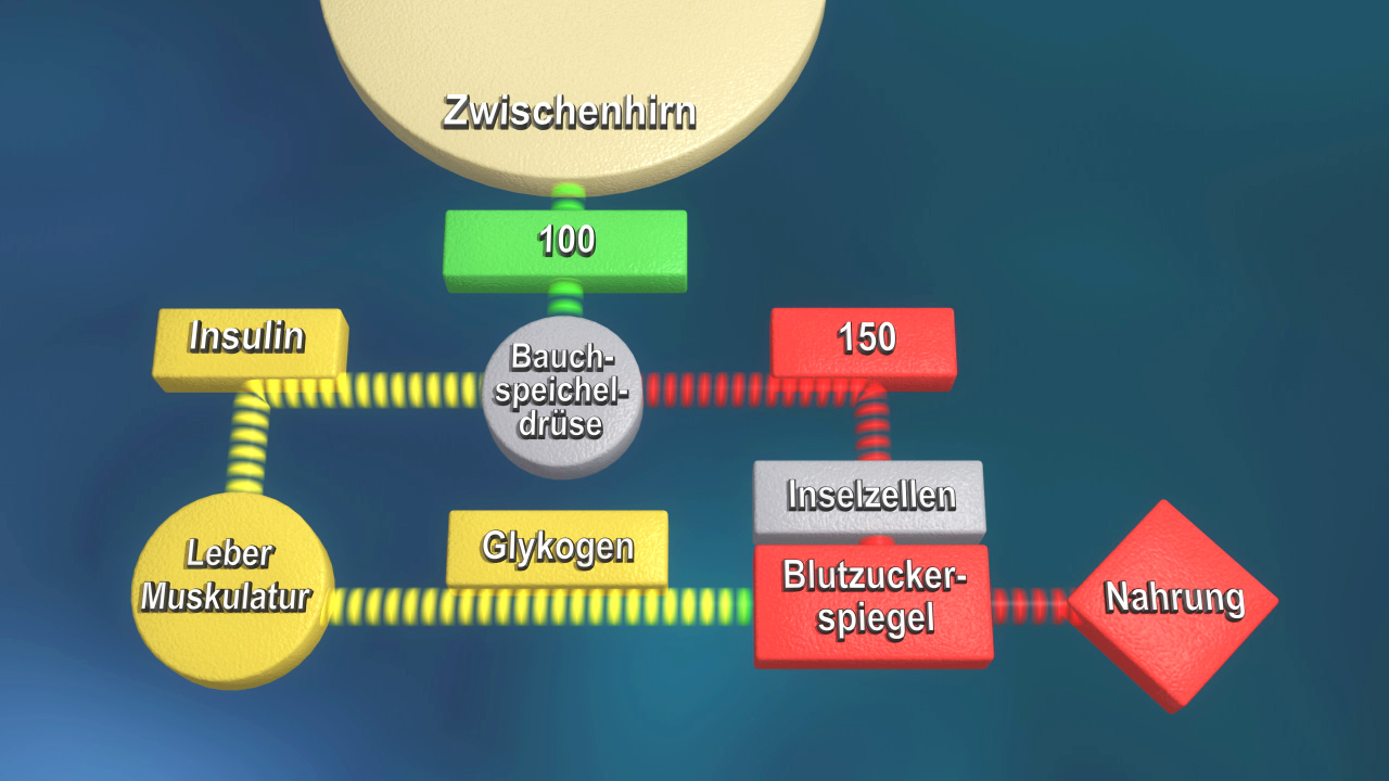 Infografik über den Blutzuckerspiegel mit den Elementen Insulin, Bauchspeicheldrüse, Glykogen und Nahrung.