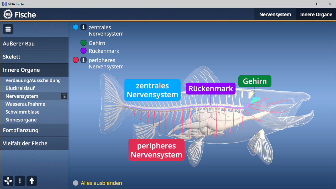 Diagramm eines Fisches mit Beschriftungen für das zentrale Nervensystem, Rückenmark, Gehirn und peripheres Nervensystem.