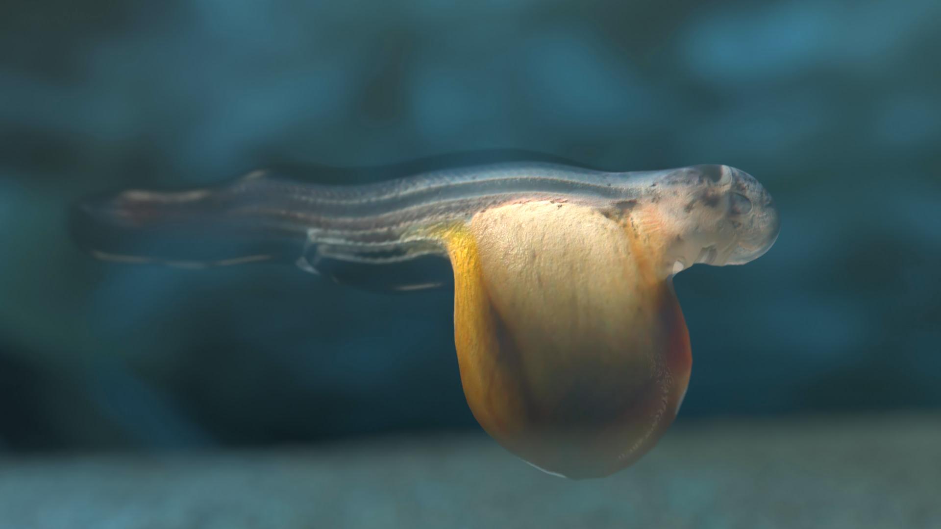 Ein durchsichtiger Tintenfisch mit orangefarbenem Körperteil schwimmt im Wasser.