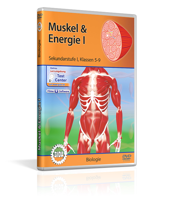DVD-Cover mit dem Titel 'Muskel & Energie I' für Sekundarstufe 1. Es zeigt menschliche Muskulatur und Energieprozesse.