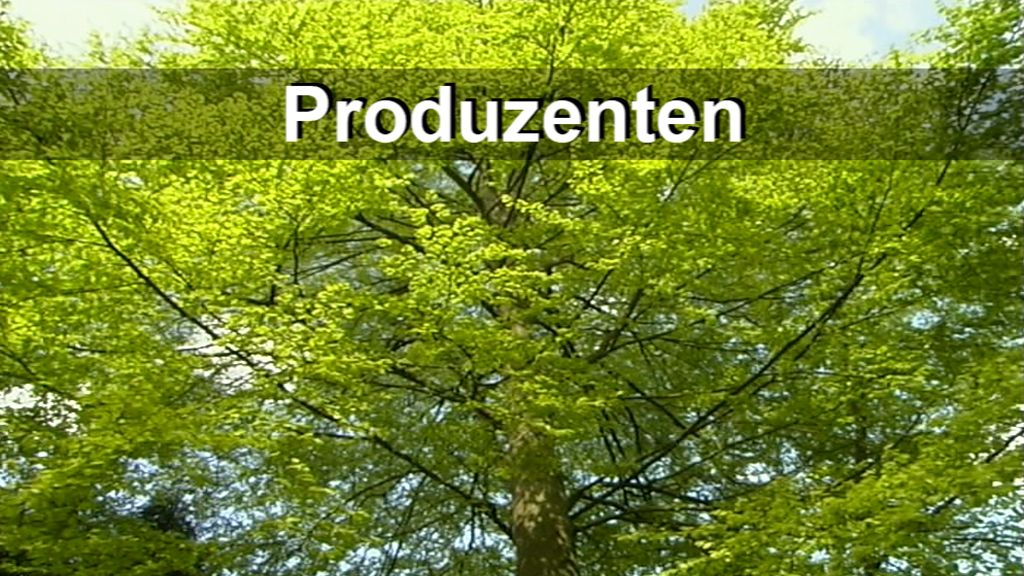 Ein großer Baum mit leuchtend grünen Blättern vor einem blauen Himmel.