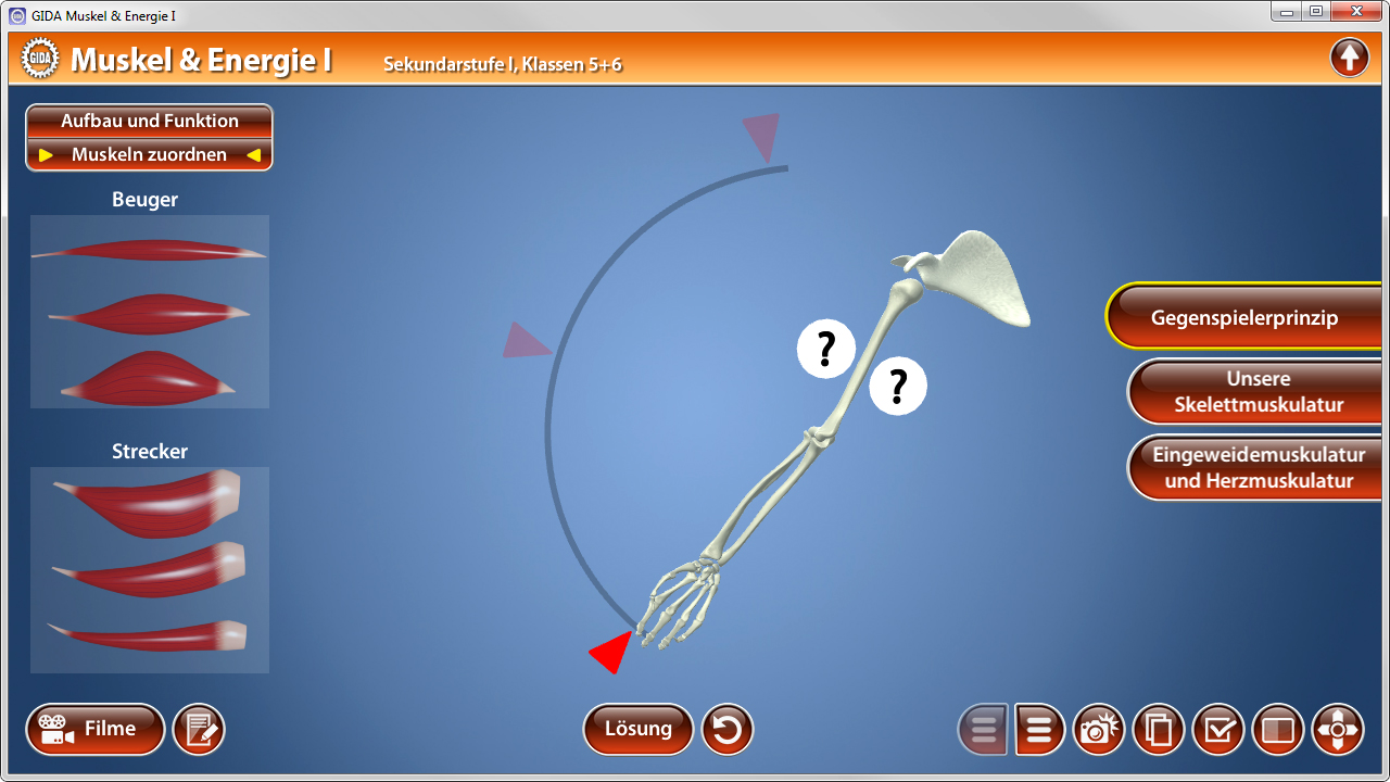 Interaktive Darstellung der menschlichen Muskulatur mit Funktionen zum Zuordnen von Muskeln und deren Bewegungen.