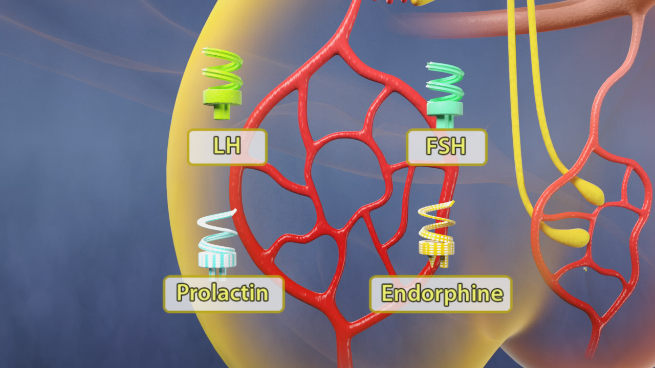 Diagramm der Hormone LH, FSH, Prolaktin und Endorphine mit farbigen Spiralen und Blutgefäßen im Hintergrund.