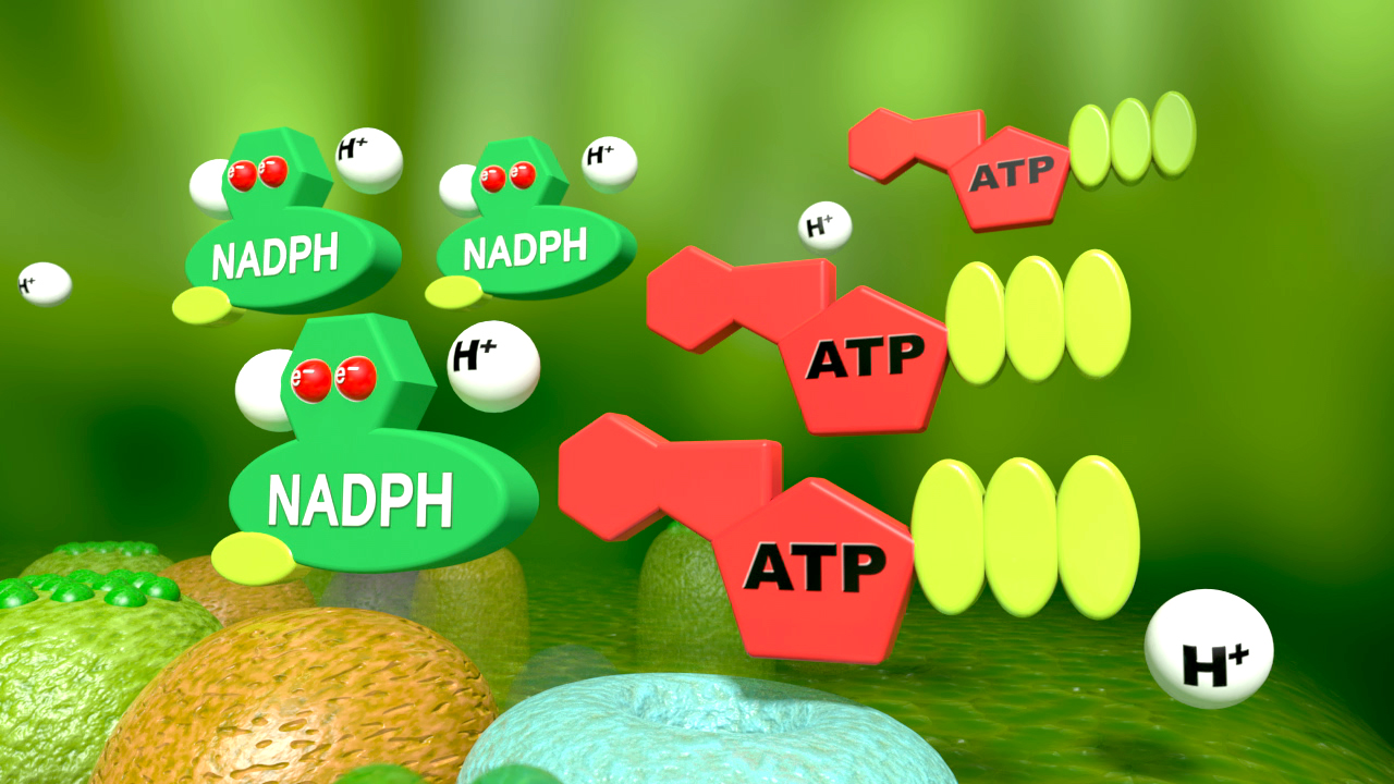 Grafik, die NADPH und ATP Moleküle in einem grünen, pflanzlichen Umfeld darstellt, mit H+-Ionen.