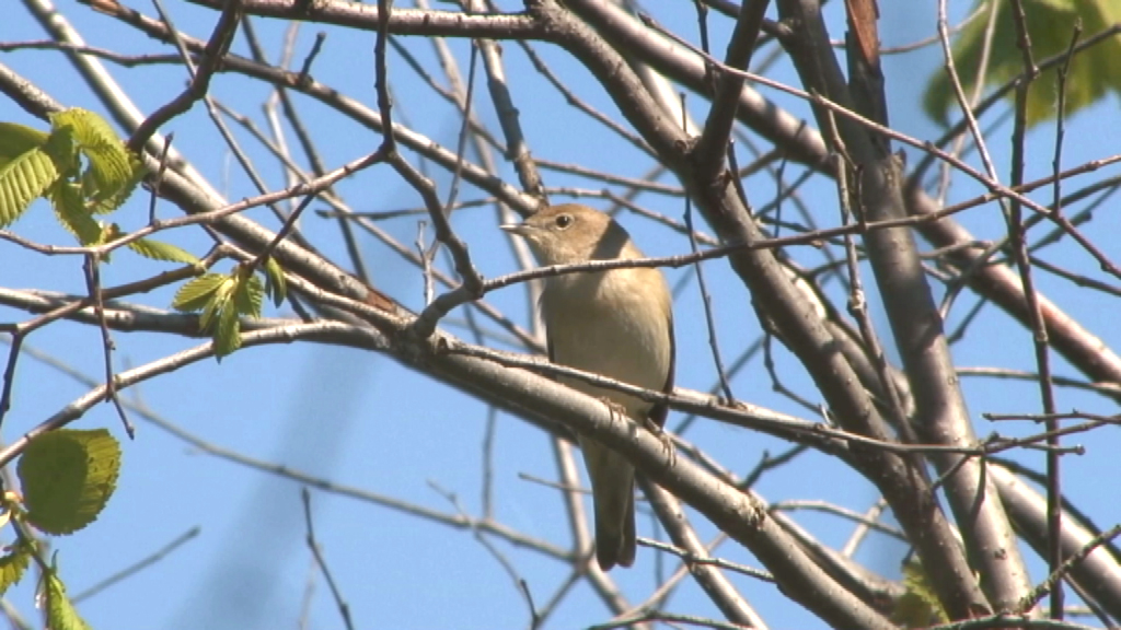 Ein kleiner Vogel sitzt auf einem Ast zwischen dünnen Zweigen und frischen Blättern.
