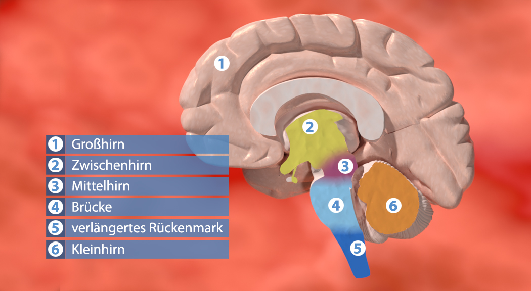 Diagramm des menschlichen Gehirns mit beschrifteten Teilen: Großhirn, Zwischenhirn, Mittelhirn, Brücke, verlängertes Rückenmark, Kleinhirn.