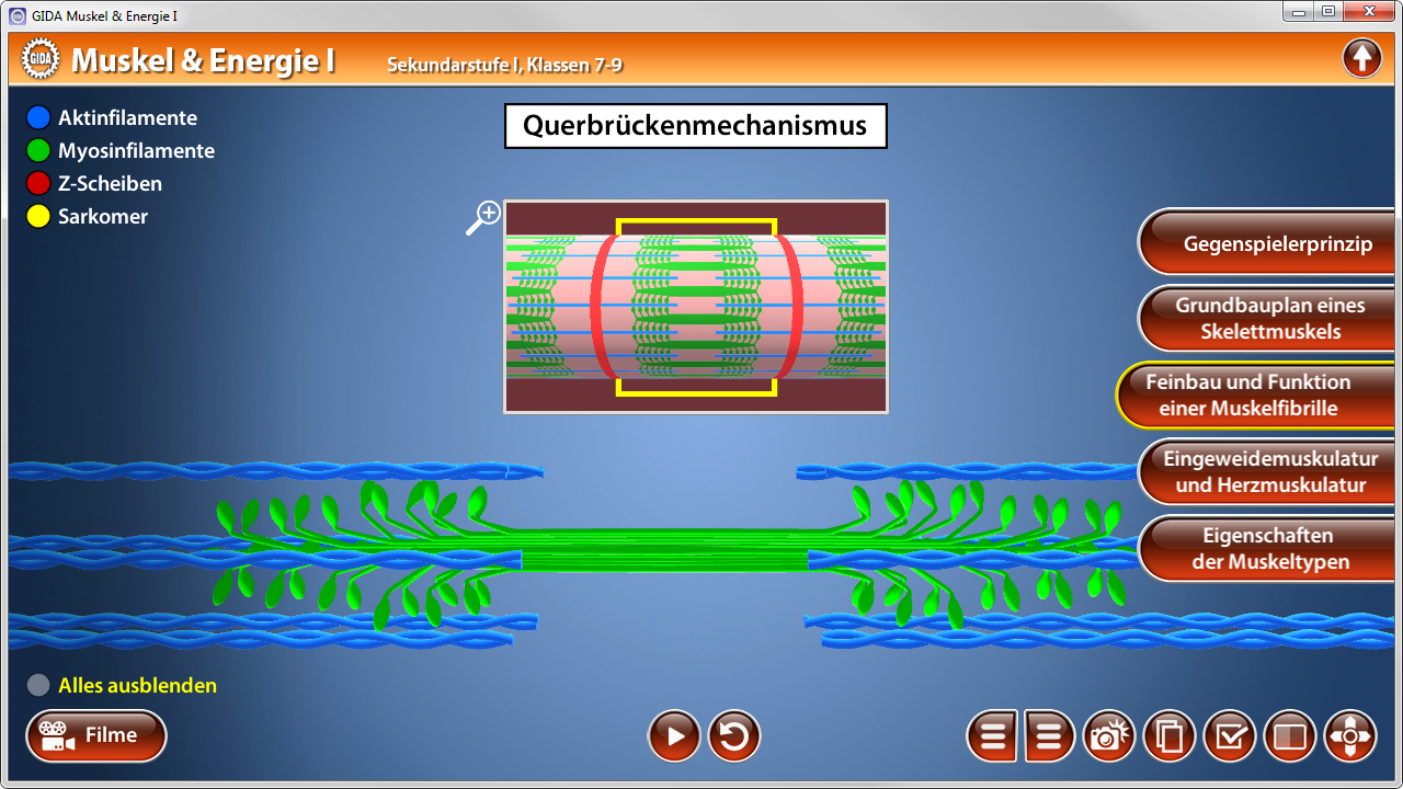 Diagramm des Querbrückenmechanismus in Muskeln, zeigt Aktin- und Myosinfilamente sowie Sarkomere.