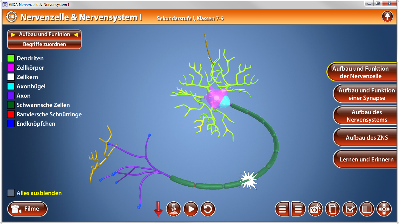 3D-Darstellung einer Nervenzelle mit Dendriten, Zellkörper, Axon und Schwannsche Zellen.