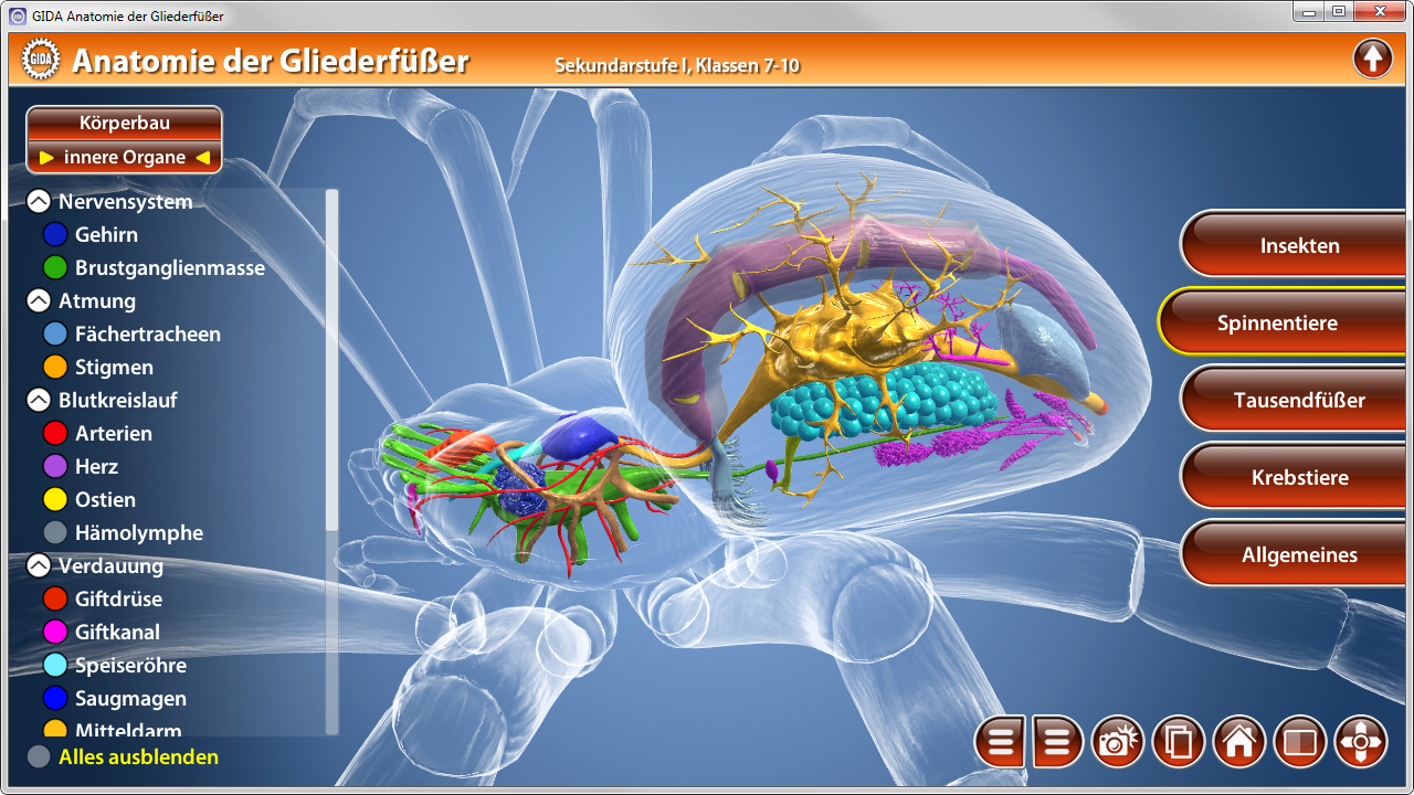 3D-Darstellung der Anatomie eines Gliederfüßers mit hervorgehobenen inneren Organen und Nervensystem.