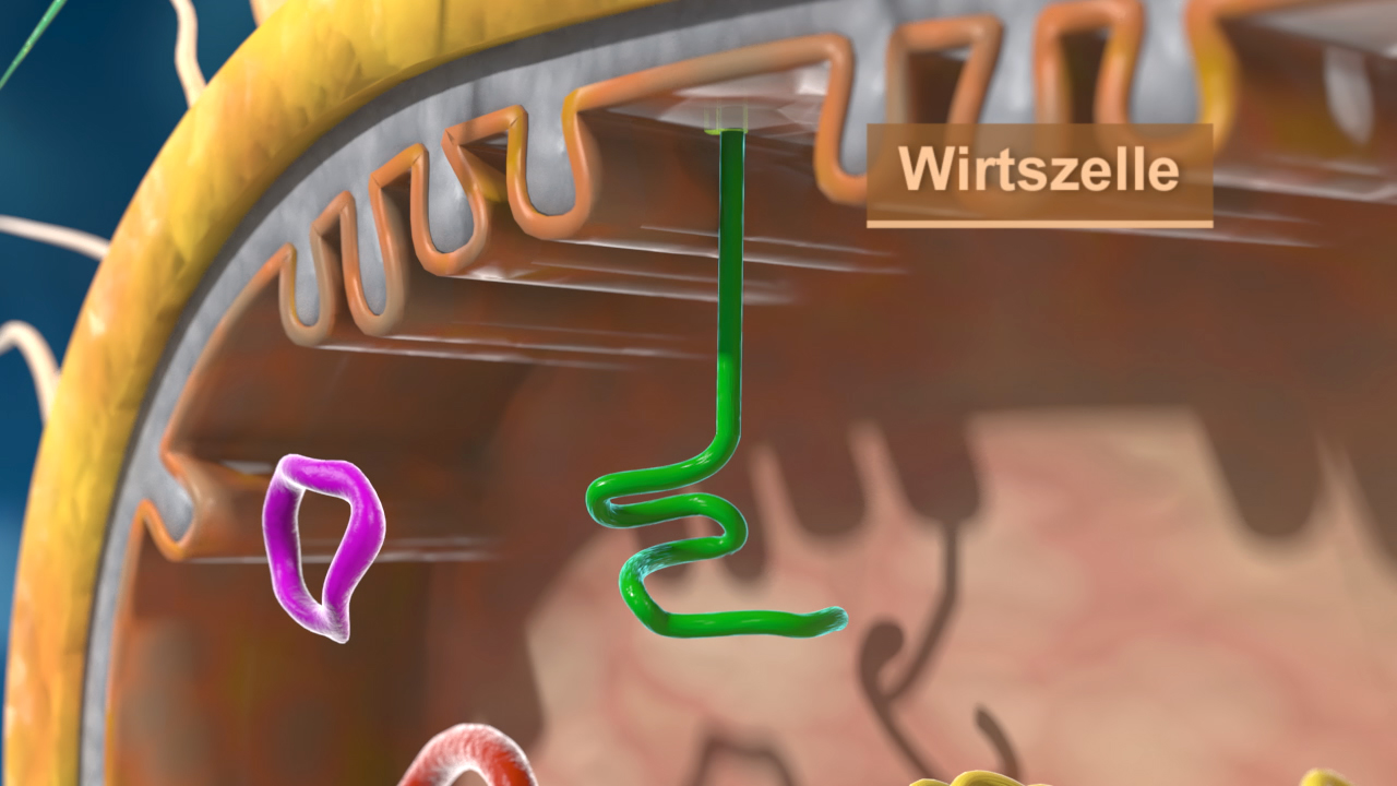 Grafik einer Wirtzelle mit verschiedenen Strukturen, einschließlich einer grünen Spirale und bunten Formen.